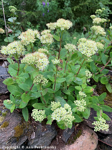 Hylotelephium (Sedum) telephium ssp. maximum, l�nnenisomaksaruoho